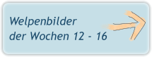 Welpenbilder der Wochen 12 - 16