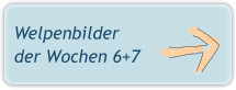 Welpenbilder der Wochen 6+7