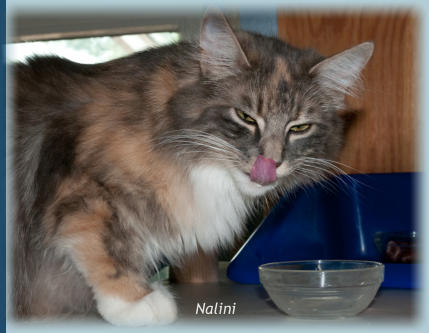 Nalini
